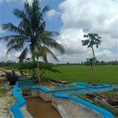 Trực