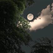 Đườn