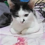 Lịc