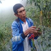 Ragi