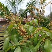 Luật