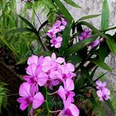 Cầu 