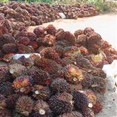 Chỉ 