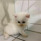 Chú