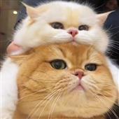 Luậ