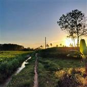 Khuy