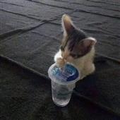 Các