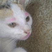 THÁI