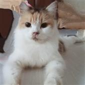 Lin
