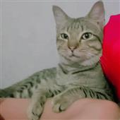 Lửa