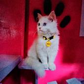 Cas