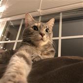 Tin