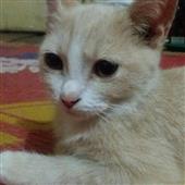 Nhận