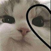 Máy