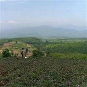 Chuộ