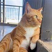 Tê 