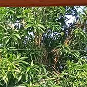 Tiề