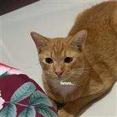 Gián