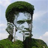 Trò
