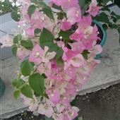 Di L