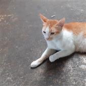 Vòng