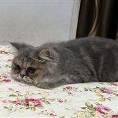 Đấu