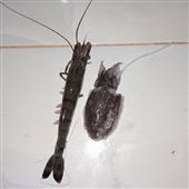 Đánh
