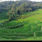 Tỷ s