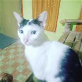 Admo