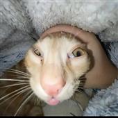 Giải