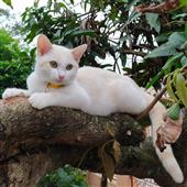 Dự 