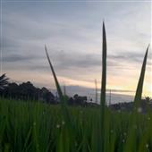 Băng