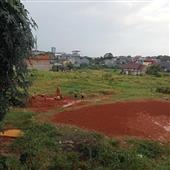 Bác