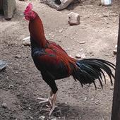 Trò 