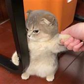 Tỷ 