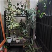 Xếp