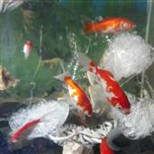 Đánh