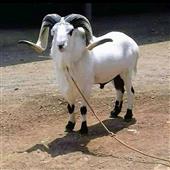 Siêu
