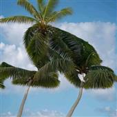 Đồng