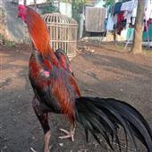 Cô B