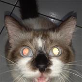 Các