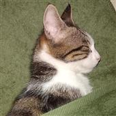 Casi