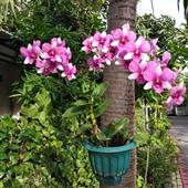 Bản