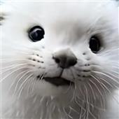 Vàng
