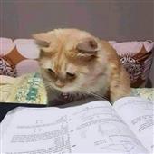 Chú