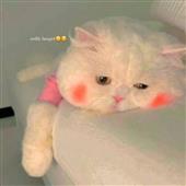 Đấu