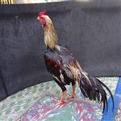 Câu