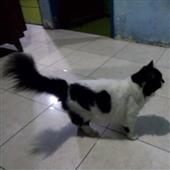 Các