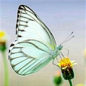 Chỉ 