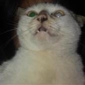 Các